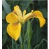 Iris Girasole