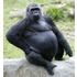 Gorillaapi Aap