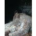 wildlife 